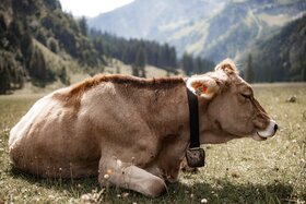 Slika peticije: Višje Sankcije Za Mučenje Živali!