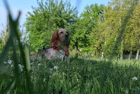 Image of the petition: Vogliamo un Parco Cani nel quartiere CIttà Giardino a Padova — Chiediamo al Comune di agire!