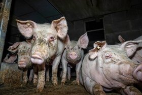 Bild der Petition: Von 50 000 auf 70 000 Schlachtungen in der Woche: Erweiterung von Westfleisch verhindern