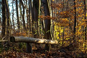 Bild der Petition: Vorrang für Naturschutz in bundes-, landes- und gemeindeeigenen Wäldern