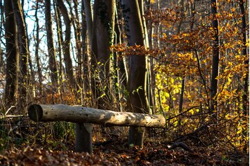 Bild der Petition Vorrang für Naturschutz in bundes-, landes- und gemeindeeigenen Wäldern