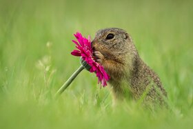 Image de la pétition : Wahlrecht für Thinkreal