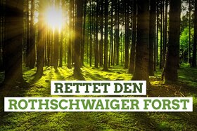 Bild der Petition: Wald ist Zukunft – Rothschwaiger Forst erhalten