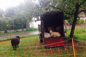 Bild der Petition: Waldorfschule Wangen will die Wiese für die Schafhaltung und die Naturkindergartengruppe behalten!