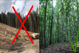 Bild der Petition: Waldwende in Hessen! Jetzt!