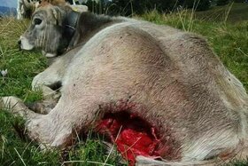 Foto da petição:Le pâturage sans loups