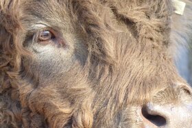 Picture of the petition:Wertvolles Tierleben schützen!