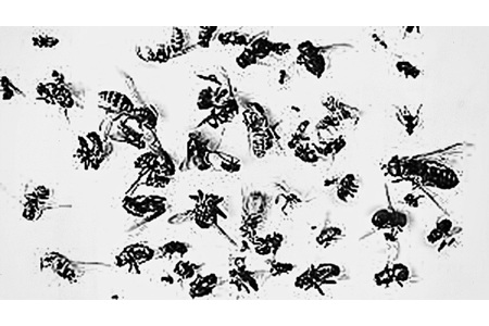 Bilde av begjæringen:Wie stoppen wir das Insektensterben?