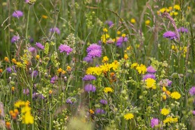 Bild der Petition: Wiesen-Schutz! Für eine Verordnung zum Schutz von nicht landwirtschaftlich genutzten Grasflächen