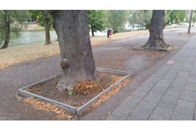 Bild der Petition: Wiesen und Bäume in Halle (Saale) entsprechend der Klimaveränderungen pflegen!