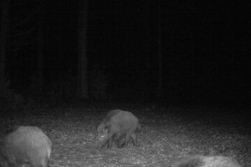 A petíció képe Wildschäden