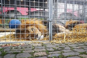 Foto e peticionit:Wildtierverbot für Zirkus Charles Knie - Forderung für Auftrittsverbote in Landau in der Pfalz