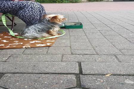 Foto da petição:Wir Fordern die Sicherstellung von Hund Flawi Bahnhofs Hund Farmsen