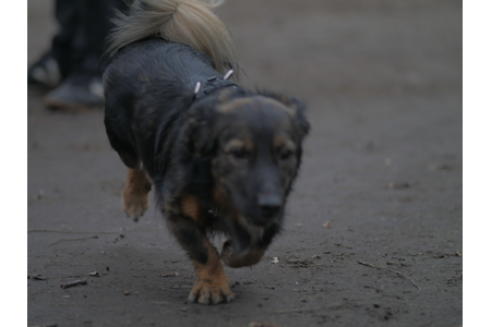 Bild der Petition: Wir fordern ein Hundeauslaufgebiet in Berlin, Bezirk Steglitz