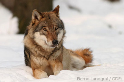 Bild der Petition: Wir fordern: Keinen Abschuss der Wölfe in der Müritz-Region!