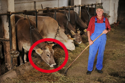 Снимка на петицията:Wir sind gegen die Tötung der Kurzhalsgiraffe Elsa auf dem oberbayerischen Bauernhof