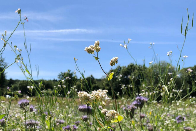 Bild der Petition Wir sind Ilse-keine Windkraftanlagen in der Hildesheimer Börde