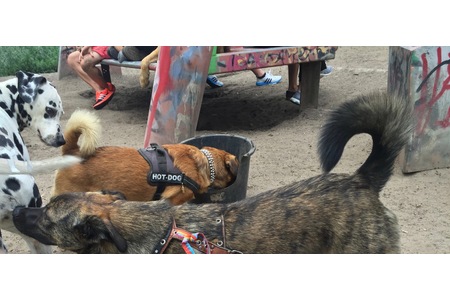 Bild der Petition: Wir wollen einen Hundespielplatz in der Ulmer Innenstadt