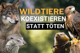 Bild der Petition: Wölfe: Koexistieren statt töten! #Wildtierschutz