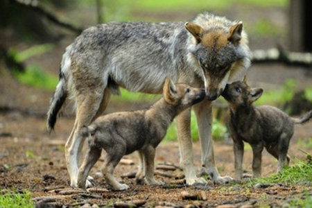 Bild der Petition: Thüringen - Wolfhybride NICHT Töten!