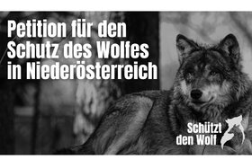 Bild der Petition: Wolfsschutz in Niederösterreich