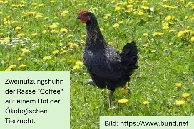 Peticijos vaizdas Würde statt Ware – Für ein Ende der Qualzucht von Hochleistungshühnern!