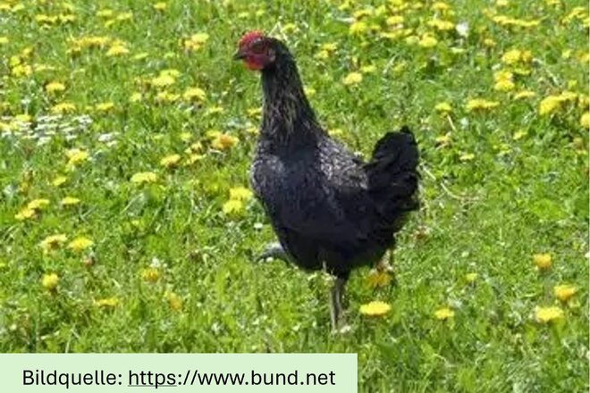 Bild av namninsamlingen Würde statt Ware – Für ein Ende der Qualzucht und der qualvollen Enge in der Hühnerhaltung!