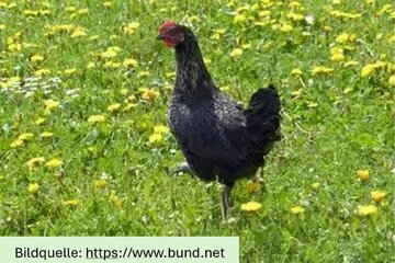 Bild der Petition Würde statt Ware – Für ein Ende der Qualzucht und der qualvollen Enge in der Hühnerhaltung!