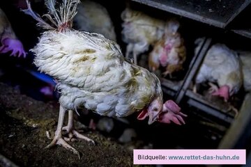 Bild der Petition Würde statt Ware – Für ein Ende der Qualzucht und der qualvollen Enge in der Hühnerhaltung!