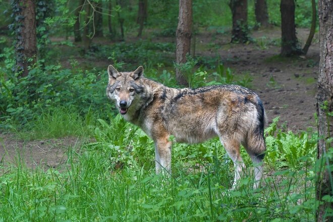 Image of the petition Wuff statt Peng! Schützt den Wolf