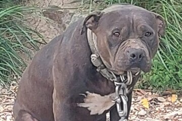 Bild der Petition Zahtijevamo hitne Izmjene i dopune Zakona o zaštiti životinja