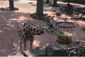 Bild der Petition: Zoos und Tierparks wieder öffnen