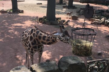 Imagen de la petición Zoos und Tierparks wieder öffnen