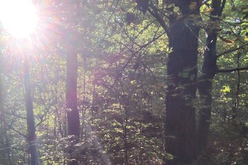 Imagem da petição Zugang zum Grazer Urwald muss erhalten bleiben