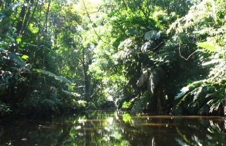 Bild på petitionen:Schutz der Regenwälder/Safe the Rainforests/protege la selva