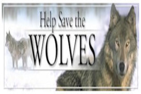 Bild der Petition: Zum Schutz des Wolfes und ausschluss aus dem Jagdrecht in Deutschland