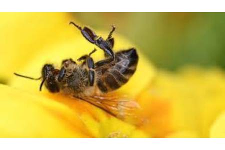 Bild der Petition: Zusammen gegen das Ausrotten von Bienen und Schmetterlingen!