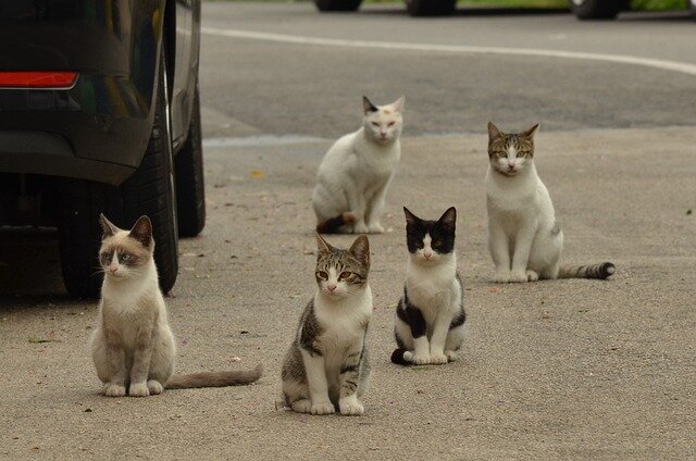 Frankfurt bekommt eine Katzenschutzverordnung!