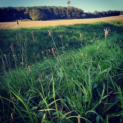 Logo Naturnaher Schinkel