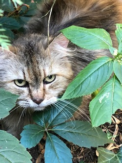 Logotipo Tierschutzverein Strausberg, Rüdersdorf & Umgebung e.V
