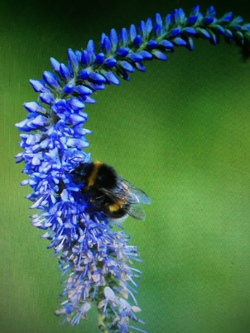 Logotip Artenschutzbuero unteres Odertal 