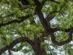 Logo www.baumschutz-hildesheim.de