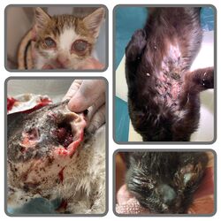 Λογότυπο Die Tierschutzvereine Landkreis Karlsruhe