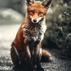 Profilfoto von Pia Will