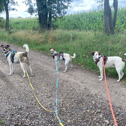 Foto del profilo dell'utente 