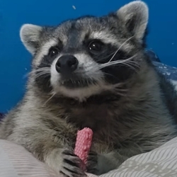 Profilbillede fra brugeren 