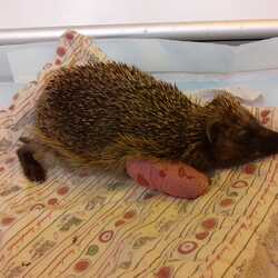 Profilfoto vom Benutzer