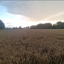 Profilfoto von Lukas Blömeke